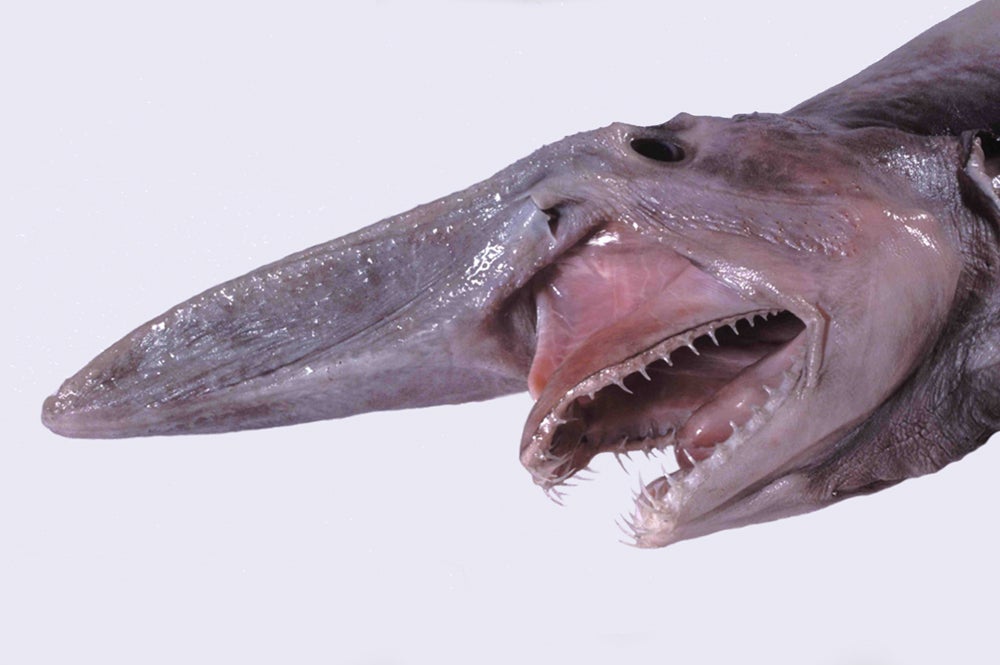 The goblin shark evolved in the Jurassic period (Dianne Bray/Museum Victoria)