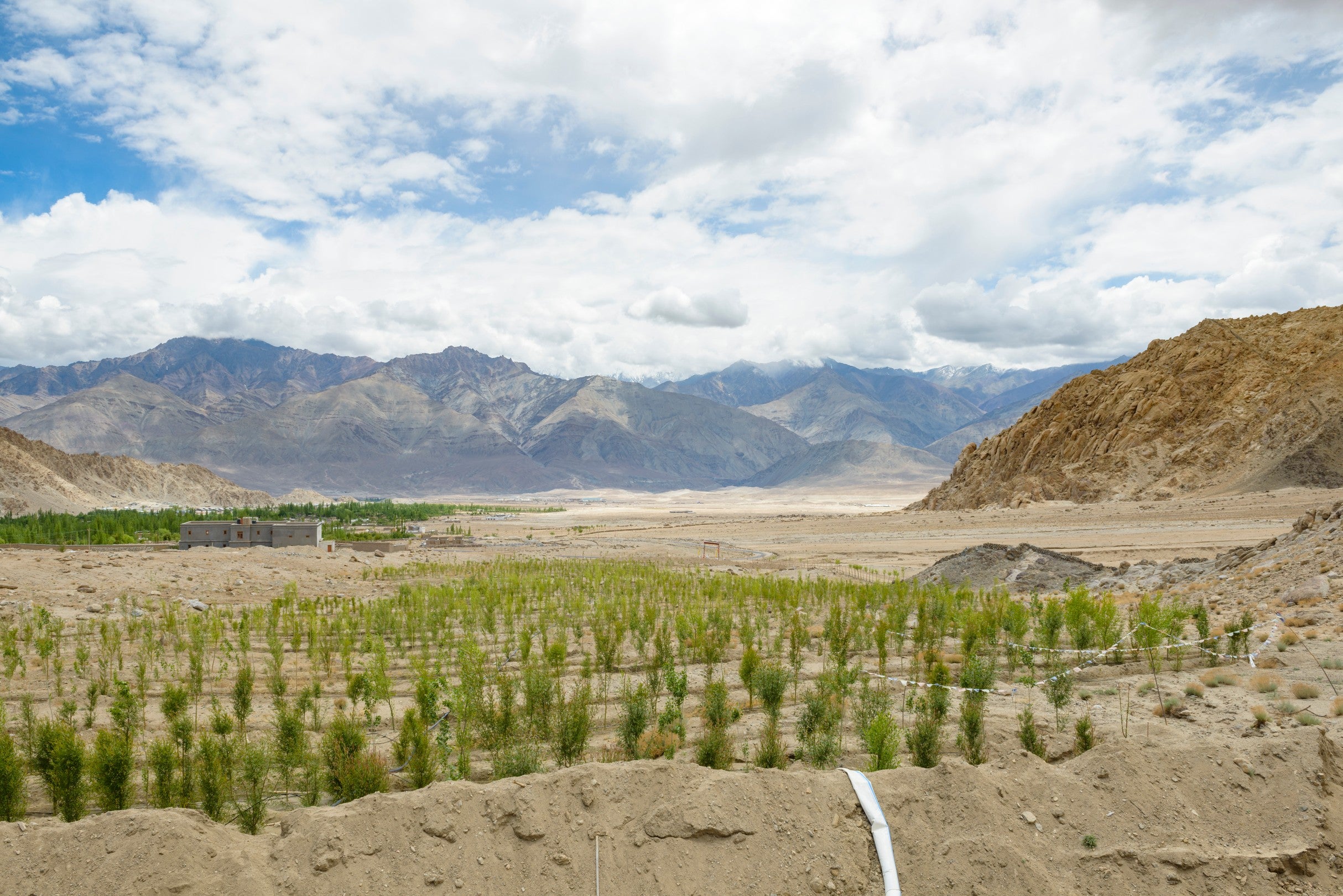 Saplings fed by a canal from an ice stupa in Ladakh