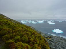 Antarctic turning green as global warming triggers moss explosion
