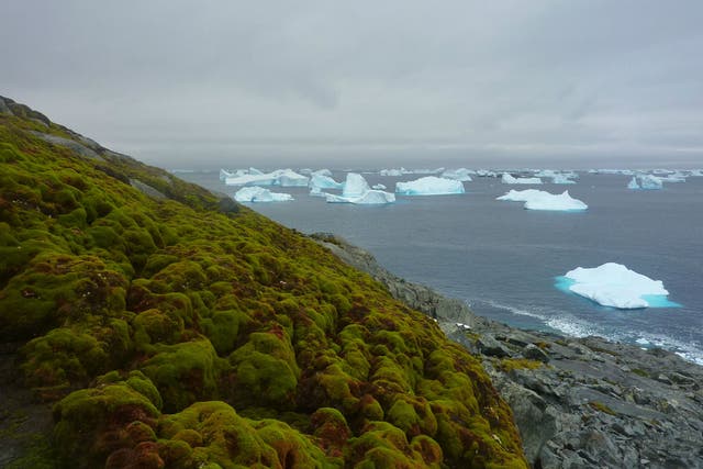 A bank of moss on the appropriately named Green Island in the Antarctic
