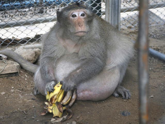 Uncle Fat, the overweight maqacue who was rescued from a Bangkok suburb, sits with bananas in a rehabilitation centre in Bangkok