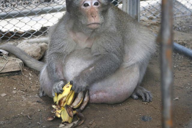 Uncle Fat, the overweight maqacue who was rescued from a Bangkok suburb, sits with bananas in a rehabilitation centre in Bangkok