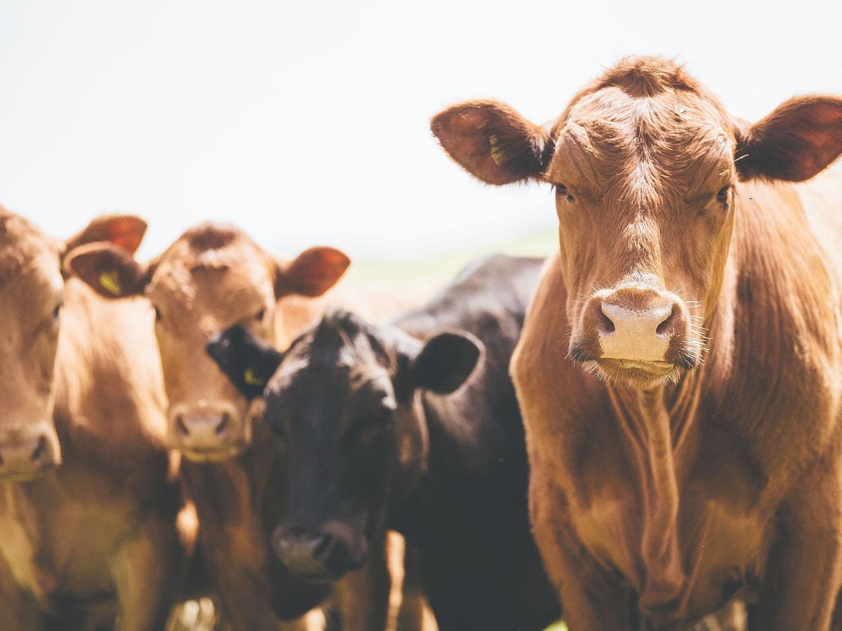 Tanks containing &lsquo;large quantity of cattle semen&rsquo; stolen in burglary