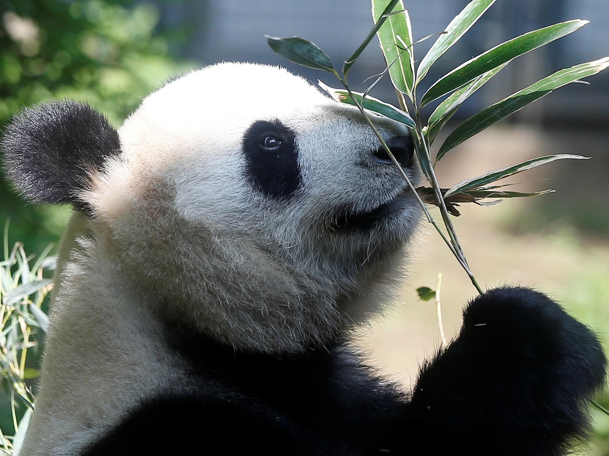 Female giant panda Shin Shin eating bamboo for two at Ueno Zoological Park in Tokyo