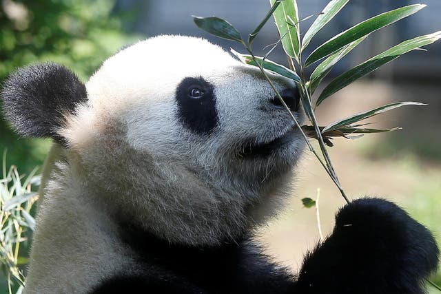 Female giant panda Shin Shin eating bamboo for two at Ueno Zoological Park in Tokyo