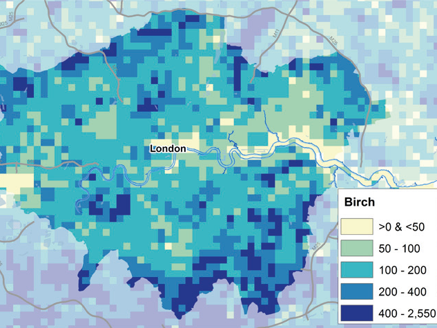 Birch trees are more commonly found in London’s leafy suburbs