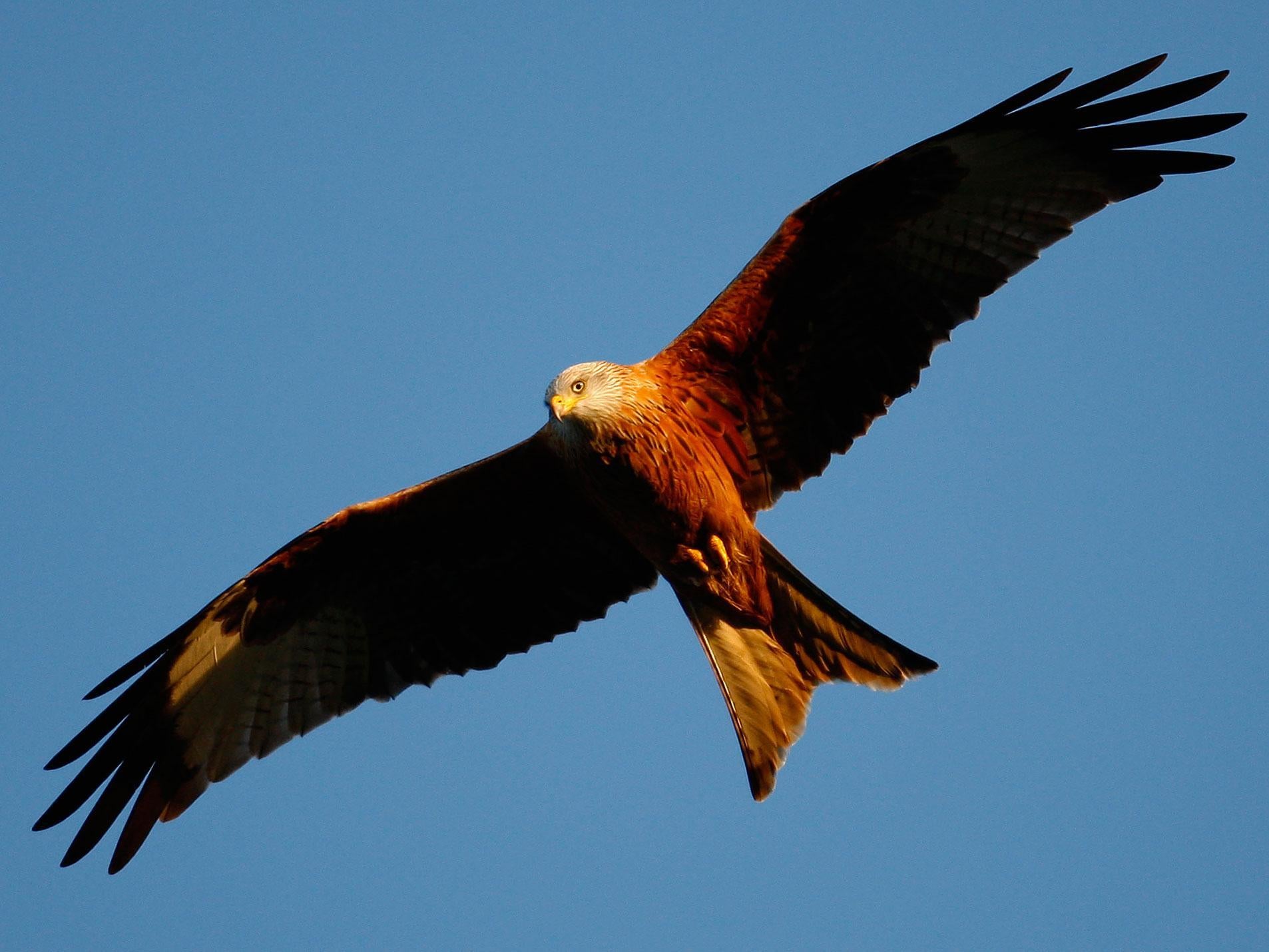 Red kites have been a relative success story with numbers increasing significantly