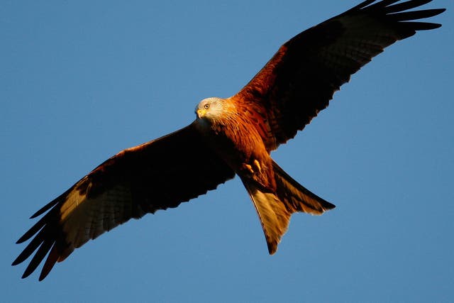 Red kites have been a relative success story with numbers increasing significantly