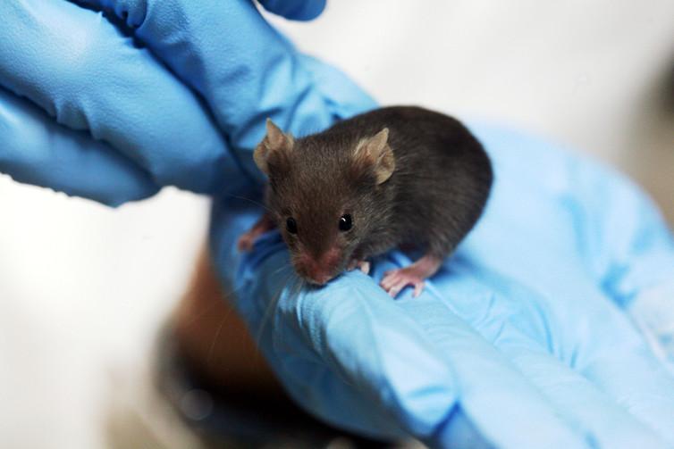 Mice embryos exposed to Chernobyl-level radiation were more resistant to the effects of high level radiation