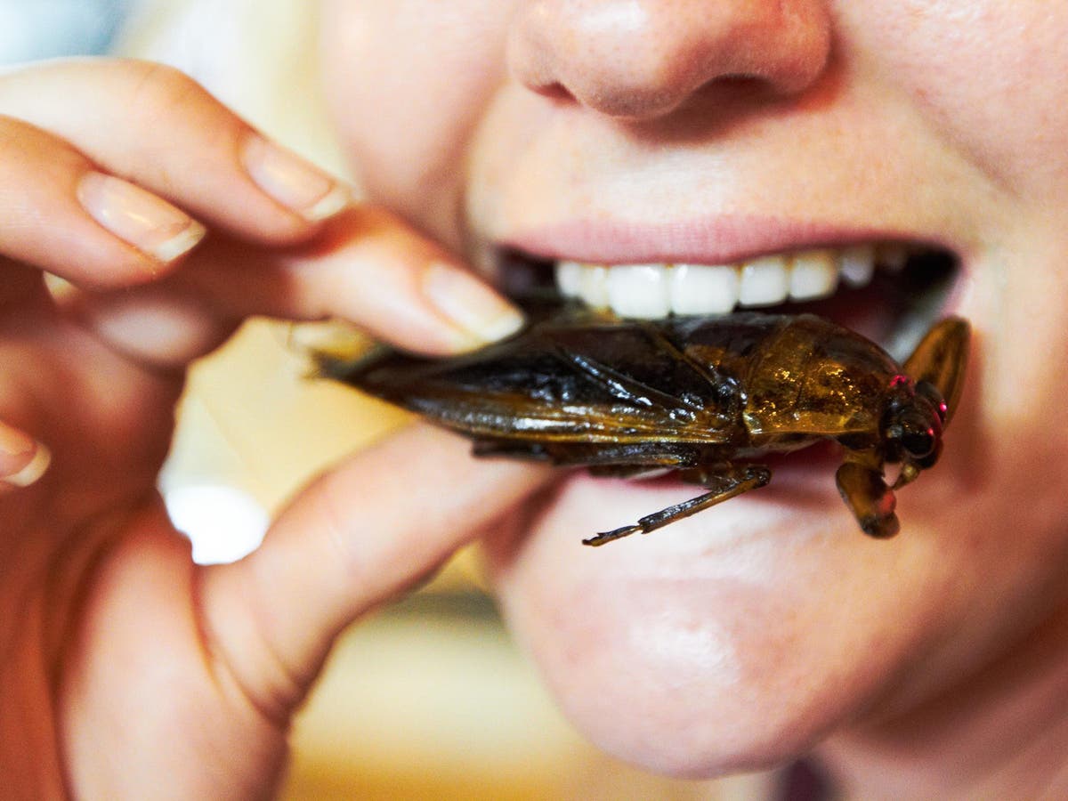 How eating giant and cheese with larvae could solve the global