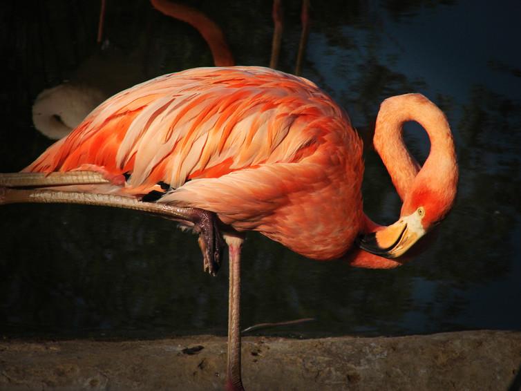 Flamingos continue to challenge our understanding of their physiology, biology and evolutionary history