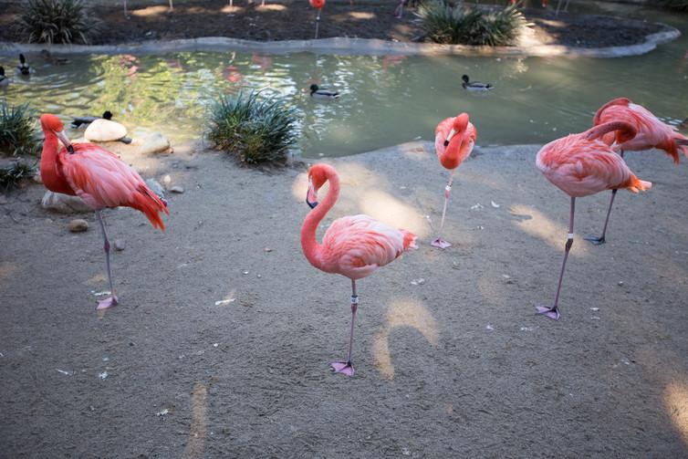 Standing on two legs means using more muscular energy to maintain a steady posture when it comes to flamingos