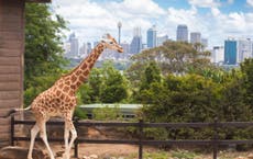 Learning from zoos – how our environment can influence our health