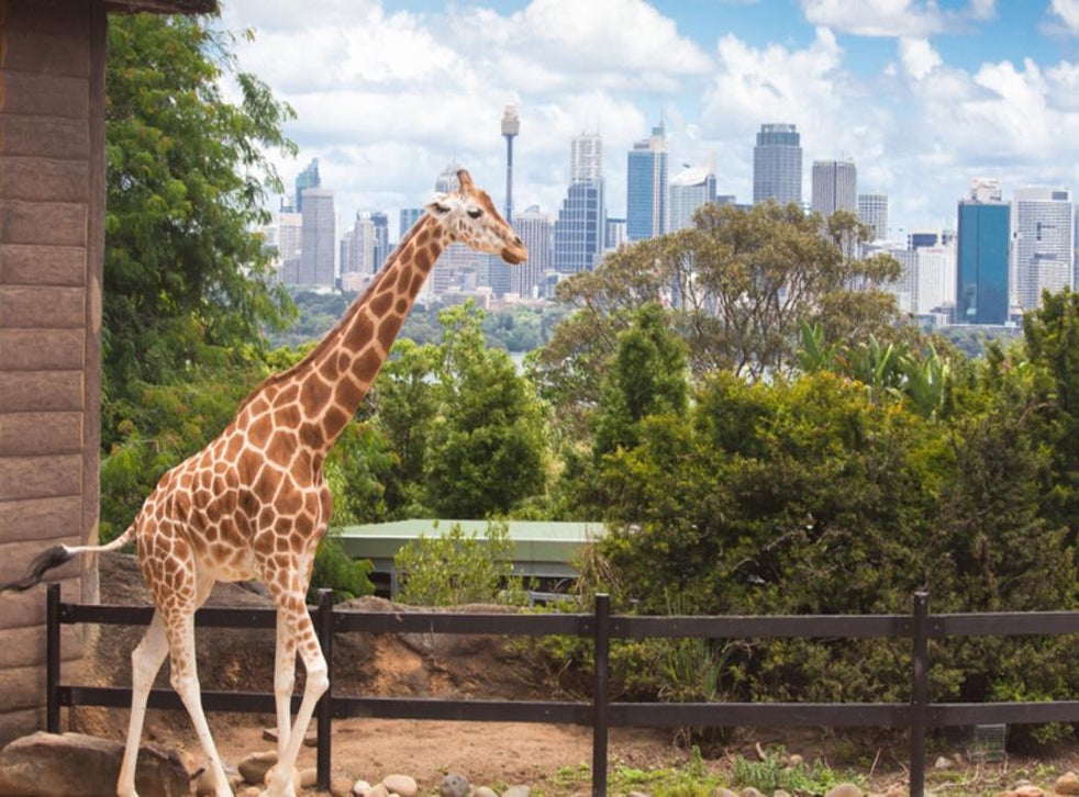 Learning from zoos – how our environment can influence our health | The ...