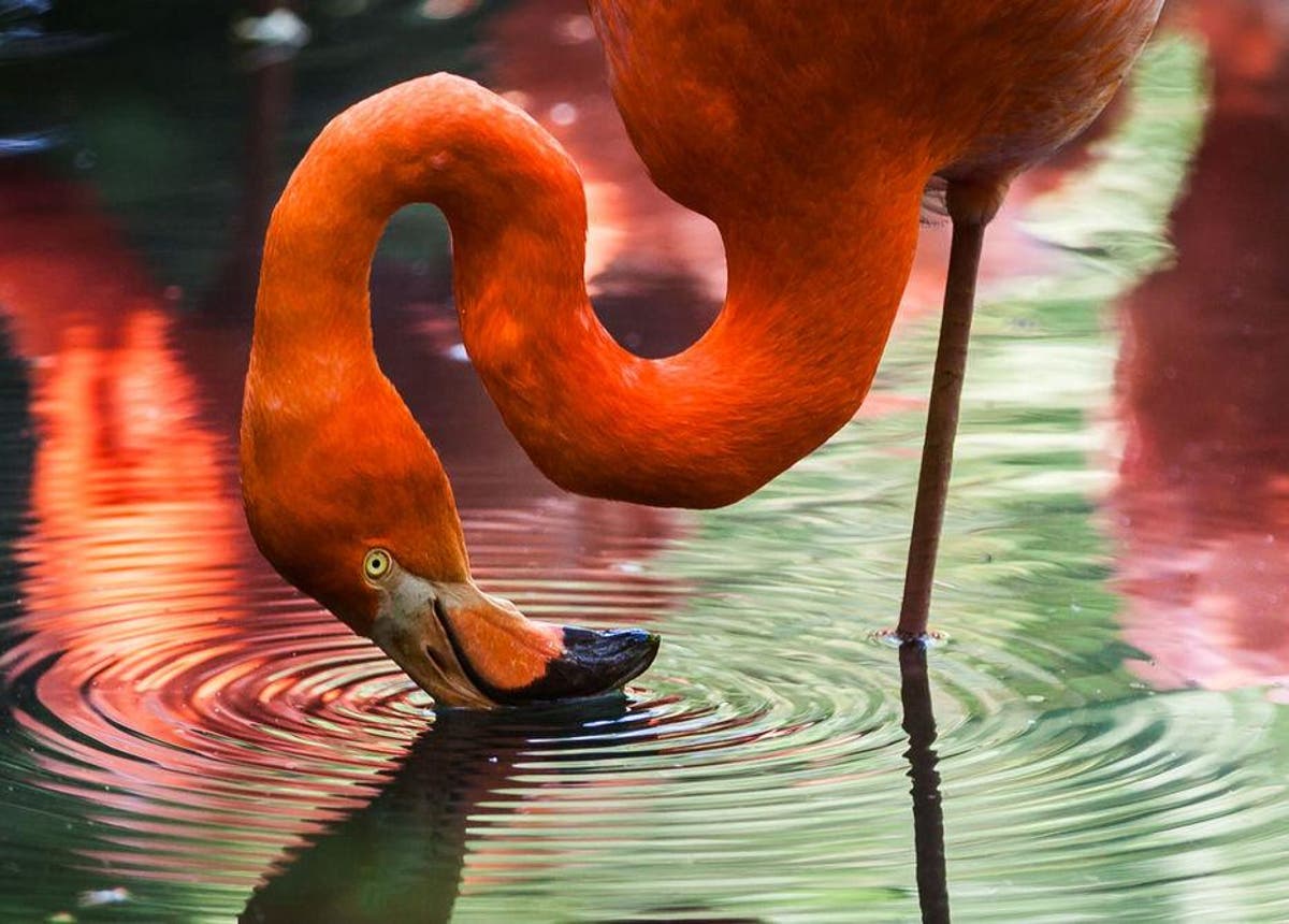Яго и Фламинго