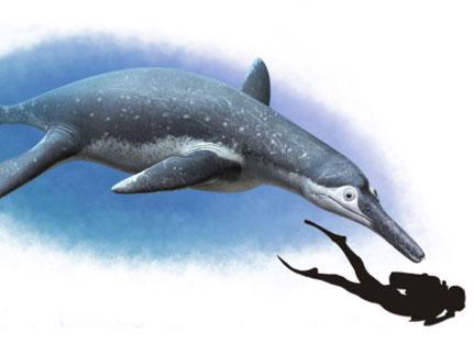 The slenderness of the new species’ beak or rostrum changes scientists’ understanding of the evolution of pliosaurs