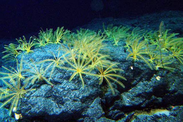 Deep sea lilies: the rich life of the ocean floors is still being explored
