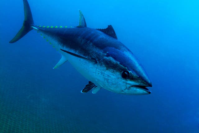 Southern bluefin tuna feature on IGFA's world record list despite being critically endangered