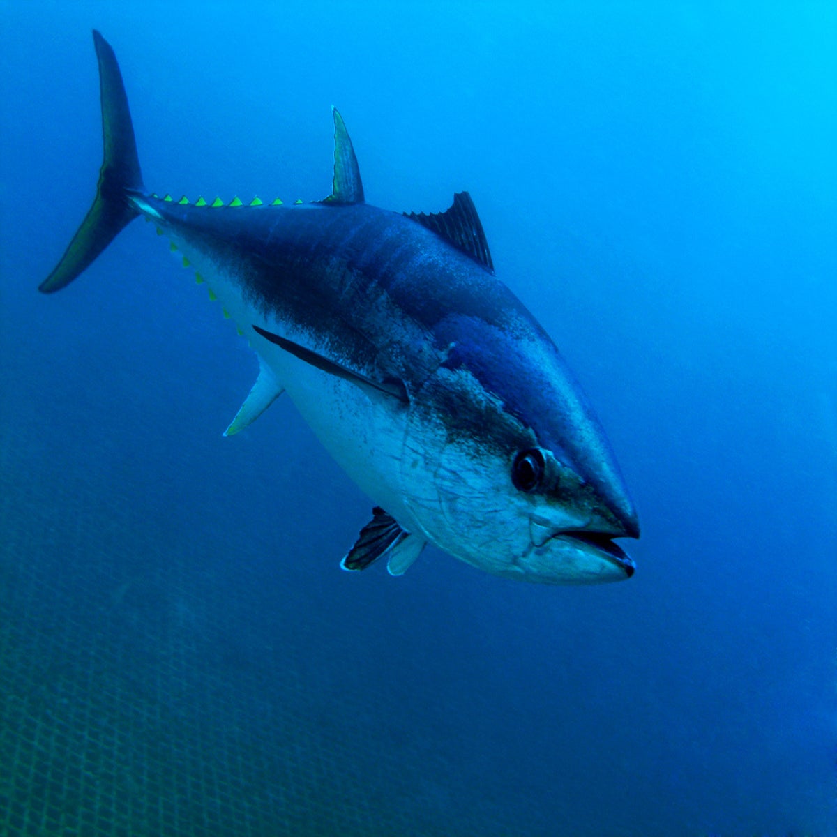 The world's fish are shrinking as the climate warms. We're trying to figure  out why