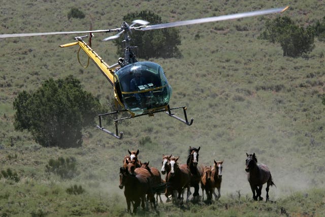 The US Bureau of Land Management rounds up a group of wild horses in Nevada