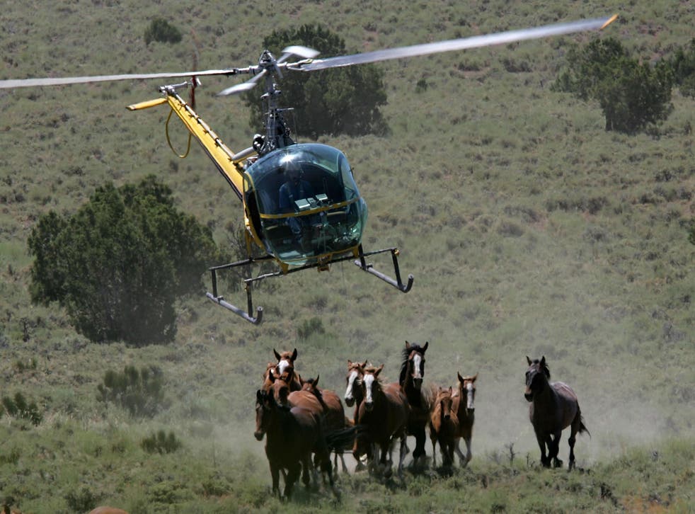 The US Bureau of Land Management rounds up a group of wild horses in Nevada