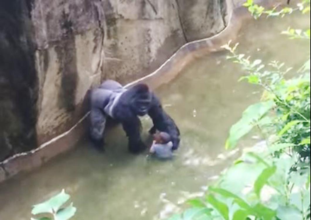 Harambe with the child that fell into his enclosure. The child survived but Harambe was shot and killed