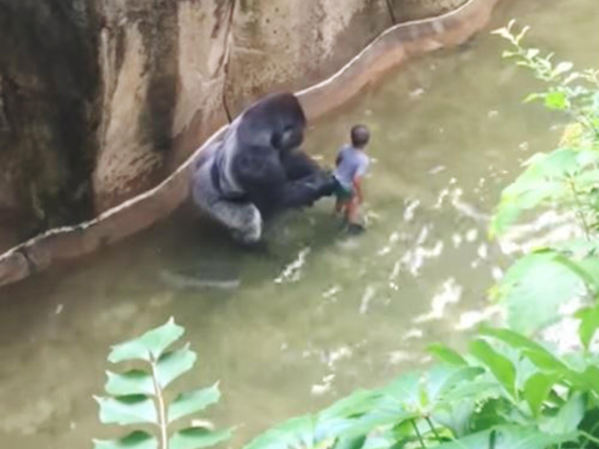 Harambe grabs the boy just seconds before a zoo worker shoots the gorilla