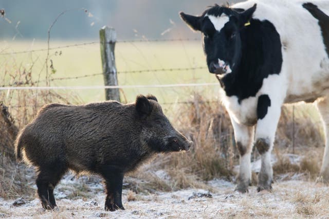 Politicians in Texas have approved a bill to allow hot air balloon boar hunting