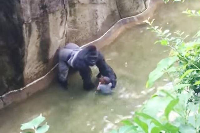 Harambe the gorilla with the child that fell into his enclosure