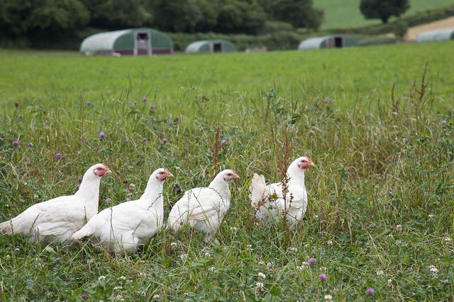 These British organic chickens will not be washed in chlorine before sold