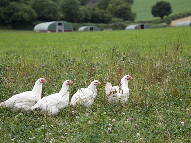 Organic birds are given good natural and the most space to roam around indoors, and are encouraged from an early age to roam free (Riverford)