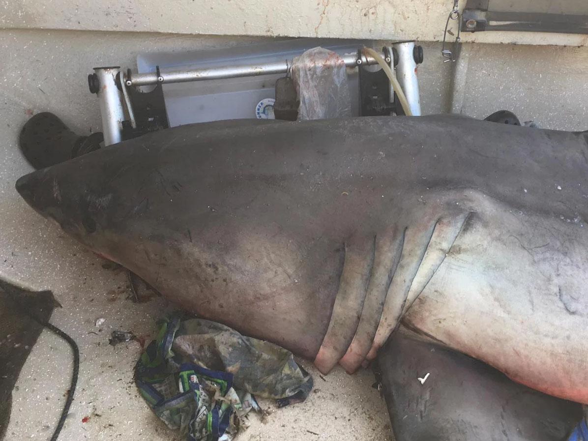 The 2.7-metre great white shark that jumped into a fisherman’s boat on 27 May off Evans Head on the north coast of New South Wales