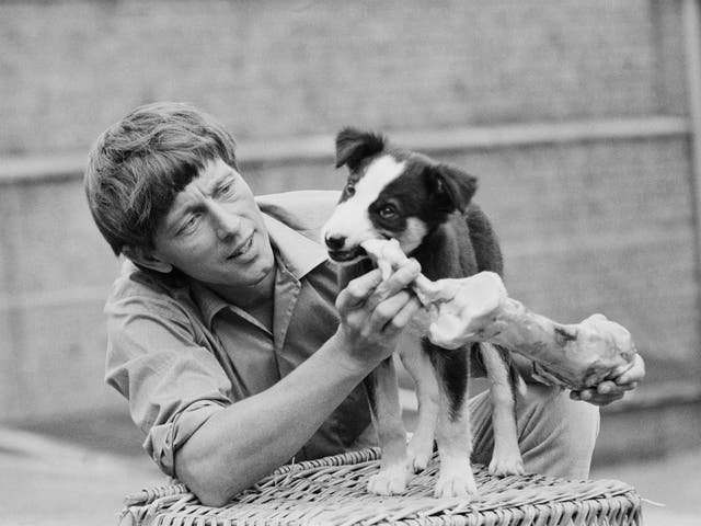 John Noakes with Blue Peter's new puppy, a border collie named Shep, in 1971