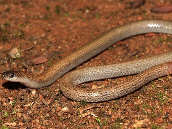 The rare pink-tailed worm-lizard has been targeted by poachers