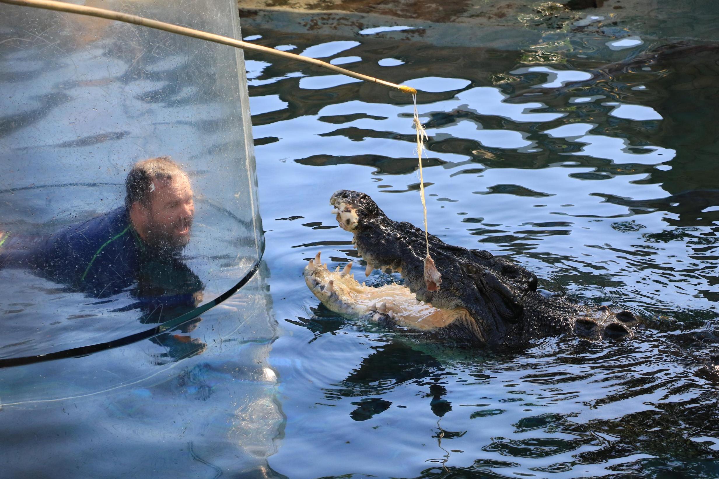 Seeing just what a crocodile's jaws can do