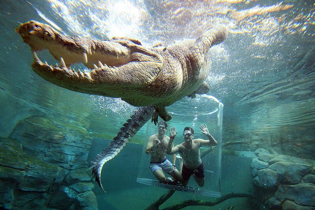 Crocosaurus Cove lowers tourists into a crocodile enclosure
