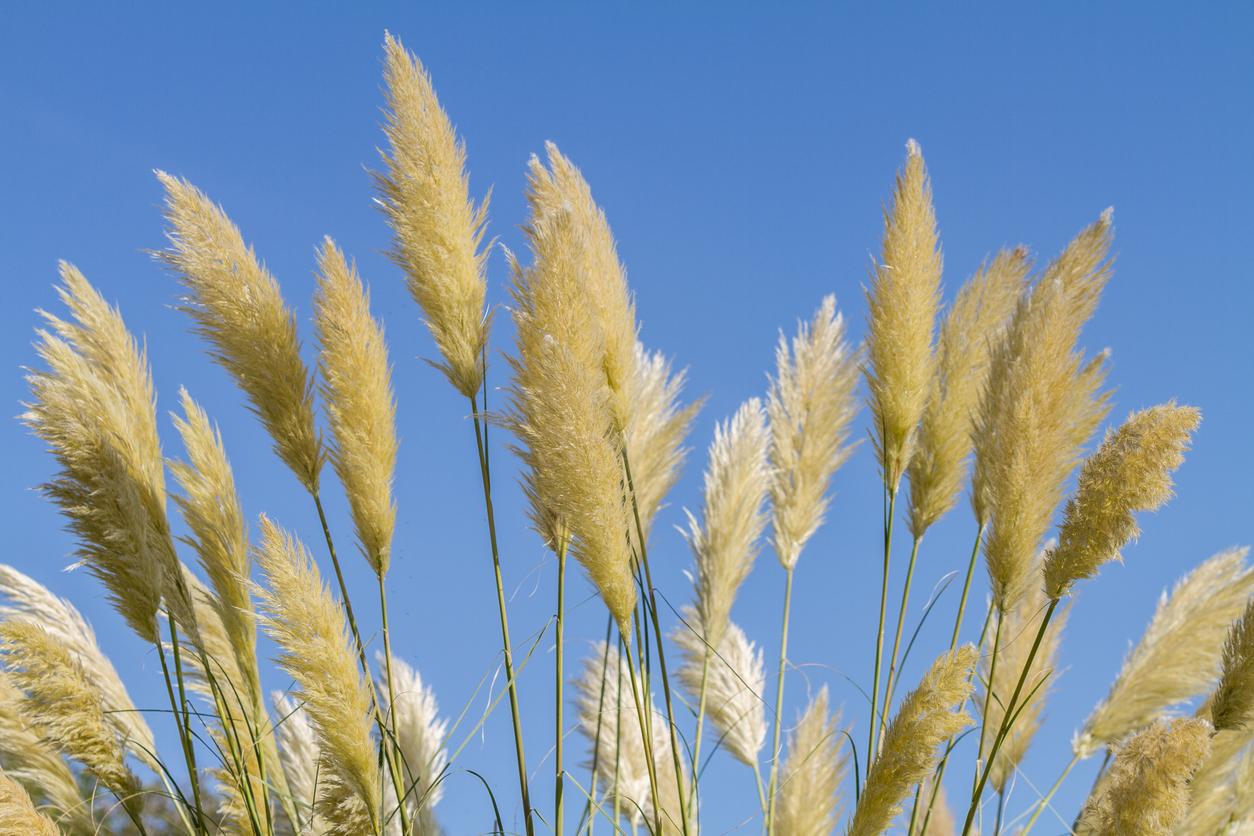 Pampas grass sales drop due to swinging connotations The Independent The Independent picture