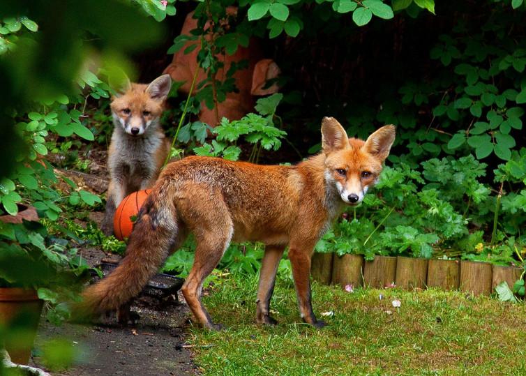 Prominent lawyer sparks backlash with tweet about &apos;killing fox with baseball bat&apos;