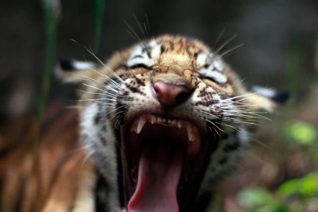 A two-month-old Bengali tiger cub in an animal refuge in El Salvador; the species is considered to be endangered by the International Union for Conservation of Nature