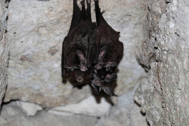 Big-Eared Woolly Bats also called Woolly False Vampire Bats roosting in a cave in Campeche, Mexico