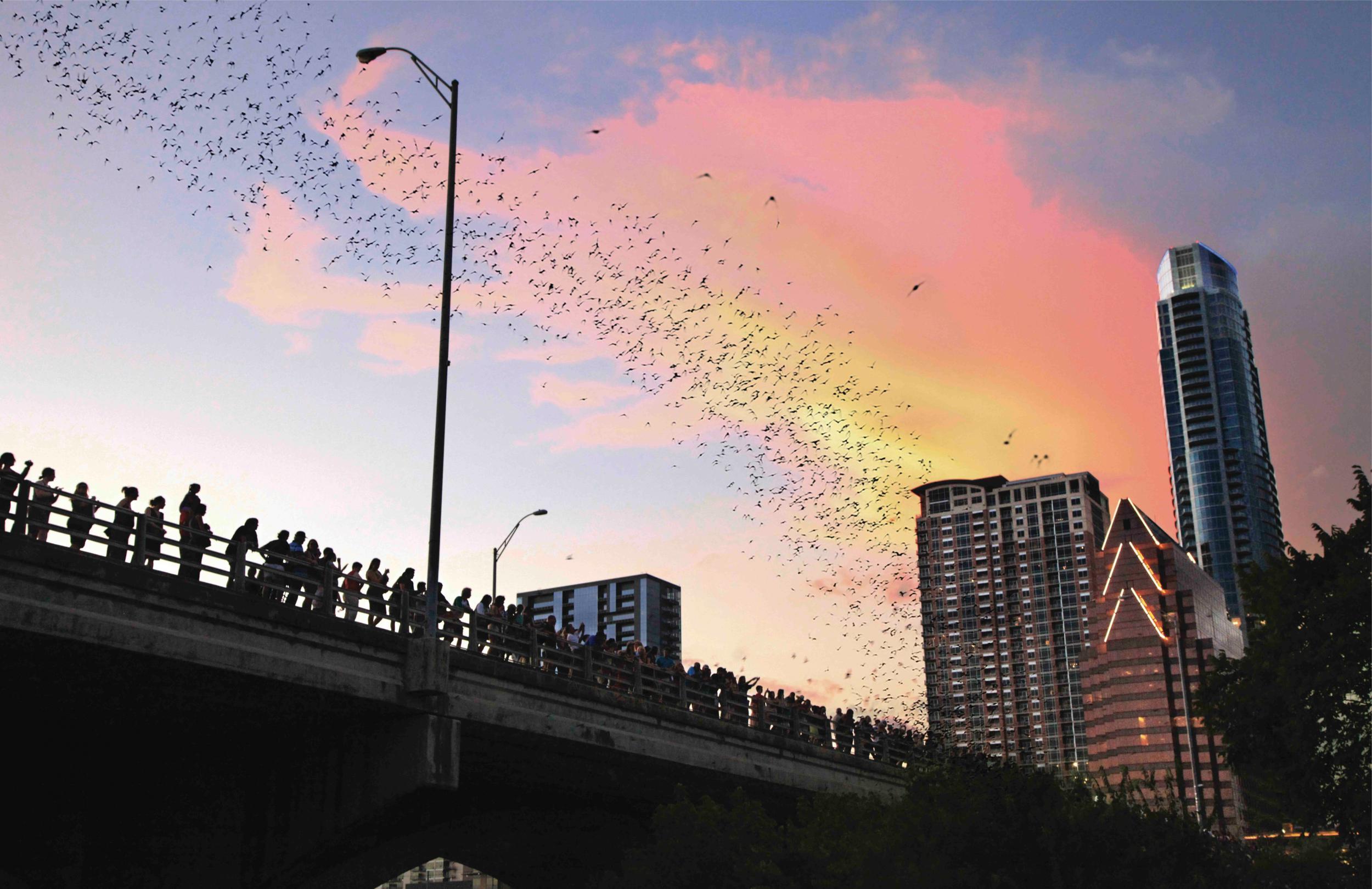 Austin’s Congress Avenue Bridge hosts the largest bat colony in North America