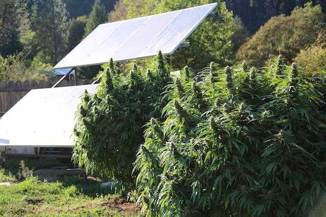 For the Hmong, marijuana farming is not just a business – it’s also a chance to return to a rural lifestyle