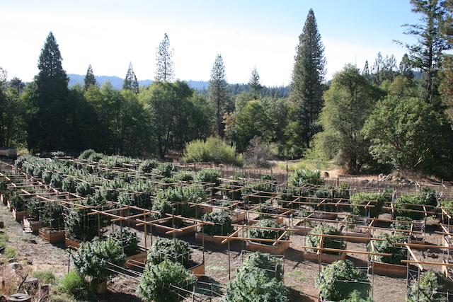 Many Hmong farm small plots on steep hillsides in the Trinity Pines area