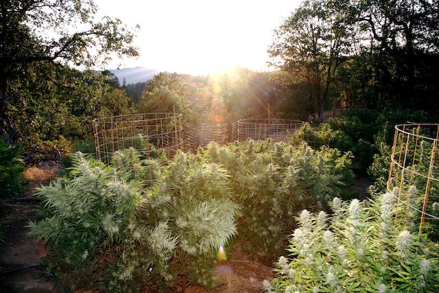 Many in the state see marijuana farming as a commercial opportunity