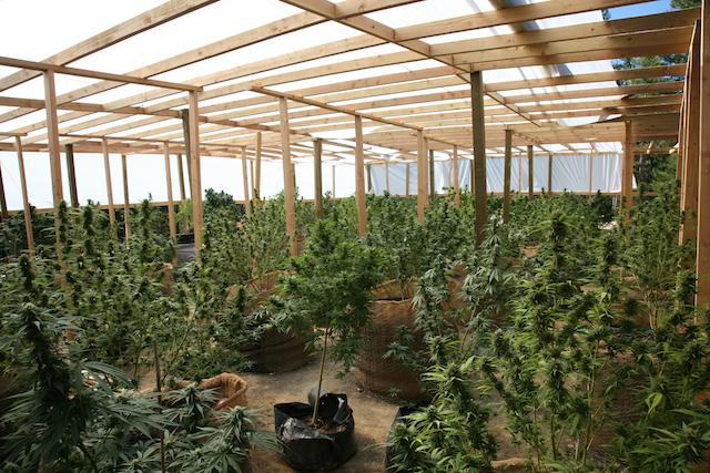 Hayfork, California has become a hub for marijuana growers 