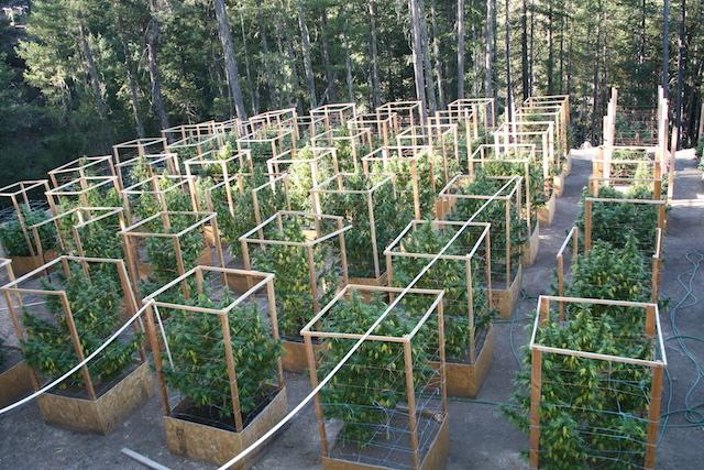 Regulations imposed on marijuana growers are forcing many Hmong to question the future profitability of the business