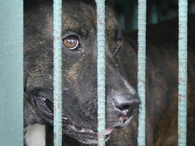 Kane, a four year old pitbull dog who killed his master stays in a cage at the Marikina city pound suburbs of Manila