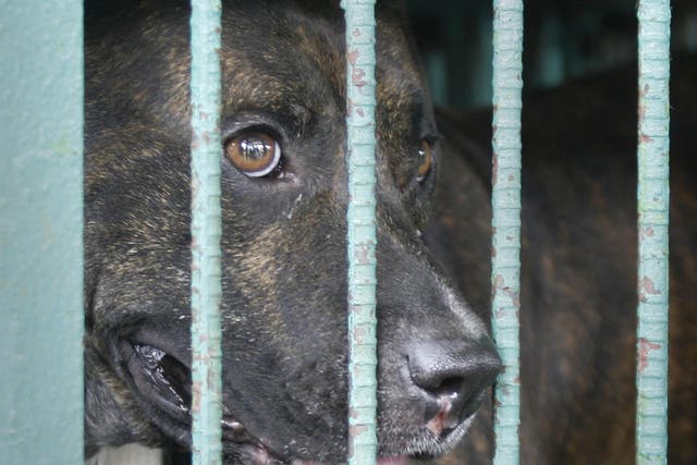 Kane, a four year old pitbull dog who killed his master stays in a cage at the Marikina city pound suburbs of Manila