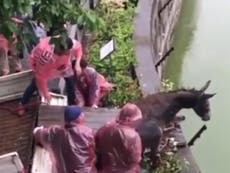 Video shows men feeding live donkey to tigers in Chinese zoo