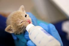 How one kitten nursery saves tiny lives